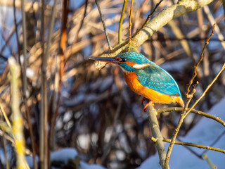 Eisvogel