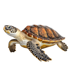 Sea turtle clip art