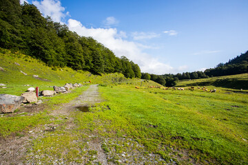 Obraz premium Summer in Uelhs Deth Joeu waterfall, Val D Aran, Spain