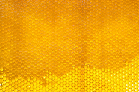 Drop of bee honey drip from hexagonal honeycombs filled with golden nectar