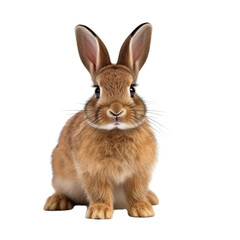 Fototapeta premium Rabbit clip art