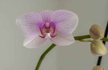 Naklejka na ściany i meble Orchid Blume - Orchideen Blüte auf weiss