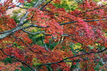 紅葉