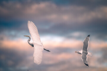 An Epic shot of a seagull chasing a heron with a moody sky as a background