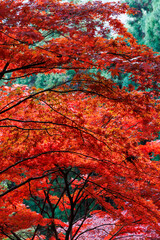 赤く染まった紅葉