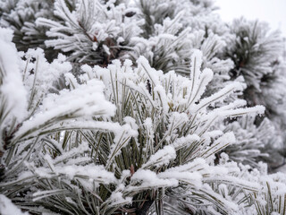 The natural phenomenon of rime formation in winter