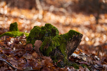 Moss on oak tree