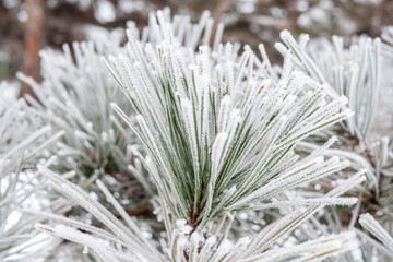 The natural phenomenon of rime formation in winter