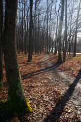 Warm winter in the forest