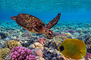 colorful coral reef with many fishes and sea turtle
