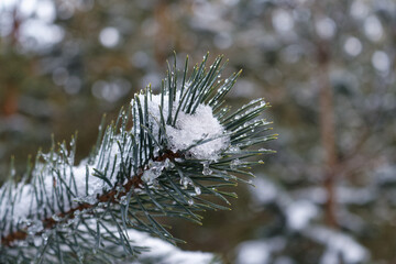 Naklejka na ściany i meble Pine branch with melting snow and water drops
