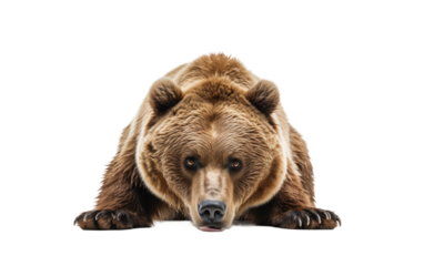 Bear Stealthily Crawls Across Forest Floor on Transparent or clear Background PNG