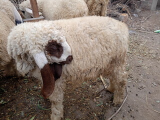 cute baby of sheep