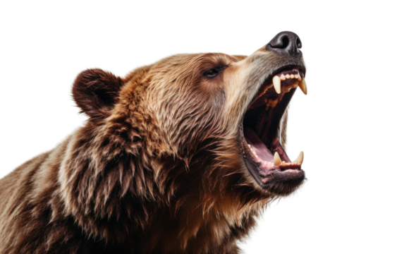 Roaring Power Bear Asserts Dominance in the Forest on Transparent or clear Background PNG
