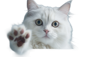 Inquisitive Paws Cat Engages with Gentle Play on Transparent or clear Background PNG