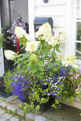 Container, pot with white hydrangea and purple lobelia plants.