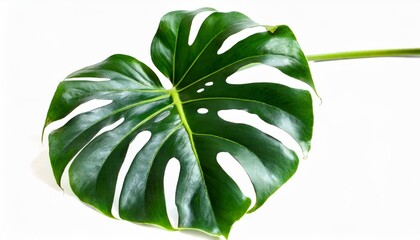 monstera leaf plant isolated