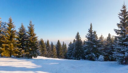 Fototapeta na wymiar beautiful winter nature landscape with fir trees in the morning