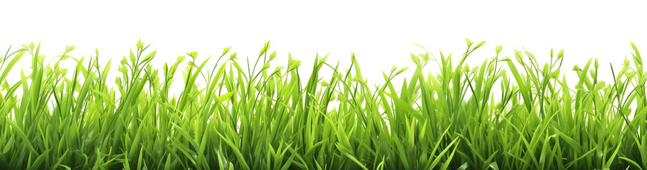 green grass isolated on white, park