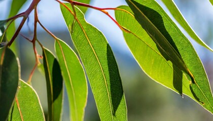 fresh eucalyptus leaves on tree twig a green foliage commonly known as gums or eucalypts plant