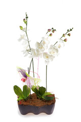 artificial orchids