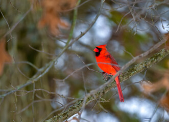 The northern cardinal (Cardinalis cardinalis), male in bright red plumage on a tree branch