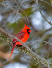 The northern cardinal (Cardinalis cardinalis), male in bright red plumage on a tree branch