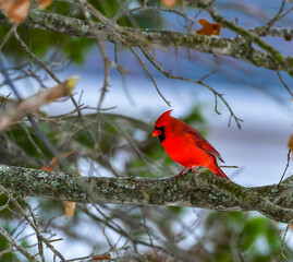 The northern cardinal (Cardinalis cardinalis), male in bright red plumage on a tree branch