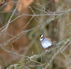 The white-throated sparrow (Zonotrichia albicollis)  is a passerine bird, small songbird on a tree branch in winter