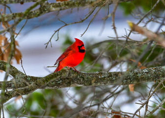 The northern cardinal (Cardinalis cardinalis), male in bright red plumage on a tree branch