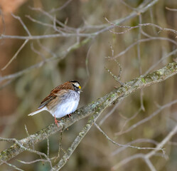The white-throated sparrow (Zonotrichia albicollis)  is a passerine bird, small songbird on a tree branch in winter