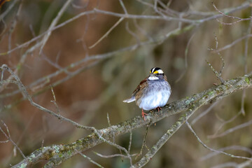 The white-throated sparrow (Zonotrichia albicollis)  is a passerine bird, small songbird on a tree branch in winter