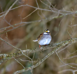 The white-throated sparrow (Zonotrichia albicollis)  is a passerine bird, small songbird on a tree branch in winter