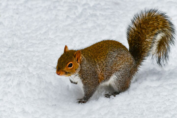 The eastern gray squirrel (Sciurus carolinensis), animal looking for food in winter, New Jersey