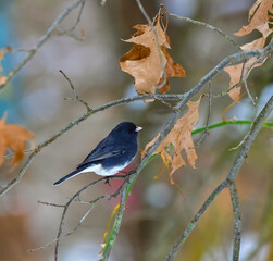 The dark-eyed junco (Junco hyemalis), bird on a tree branch in winter, New Jersey.