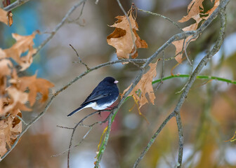 The dark-eyed junco (Junco hyemalis), bird on a tree branch in winter, New Jersey.