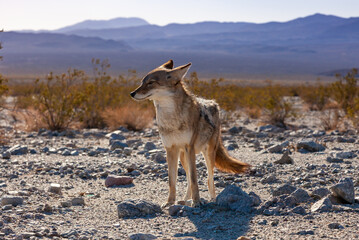 The coyote (Canis latrans), Death Valley National Park, California