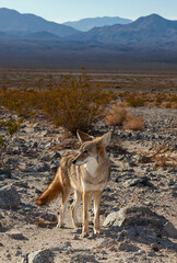 The coyote (Canis latrans), Death Valley National Park, California - obrazy, fototapety, plakaty