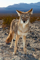 The coyote (Canis latrans), Death Valley National Park, California