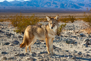 The coyote (Canis latrans), Death Valley National Park, California