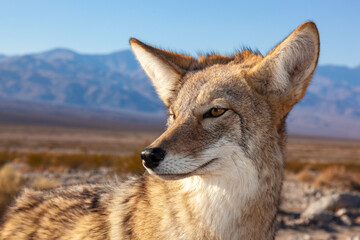 Fototapeta premium The coyote (Canis latrans), Death Valley National Park, California
