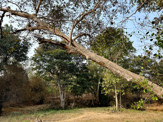 nature background photoshoot without filters