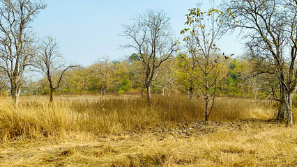 Fototapeta premium nature background photoshoot without filters