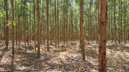 Plantação Eucalipto - Eucalyptus plantation 03