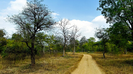 nature background photoshoot without filters