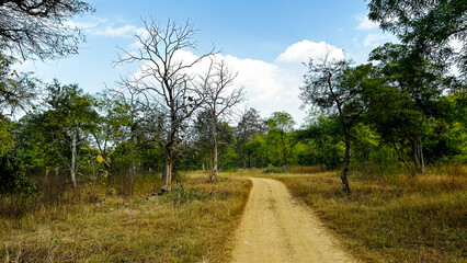 nature background photoshoot without filters