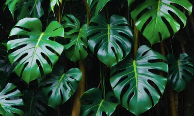 Tropical monstera leaves background. Green plants leaf jungle pattern. Tropical summer green leaves background. Tree branches in the forest surface banner
