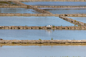 view of a salt marsh