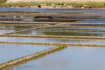 view of a salt marsh