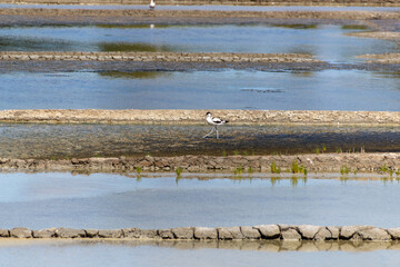 view of a salt marsh